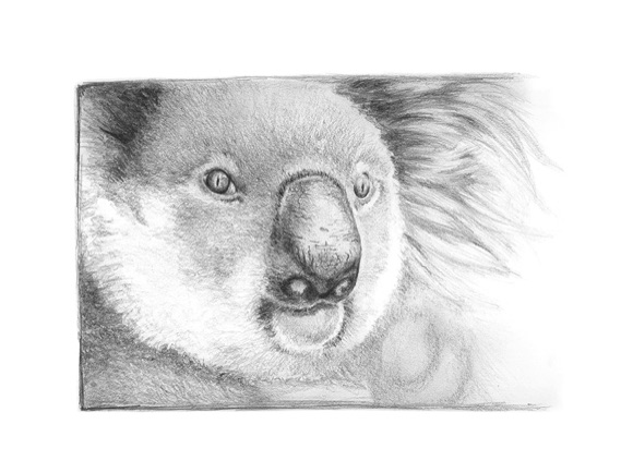 Koala Card – Pencil Drawing with Art App Media – Janette Leeds Art